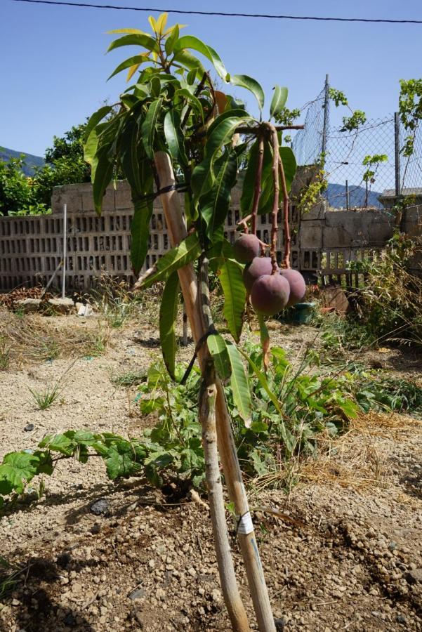 Casa Rural En Tenerife Willa Güimar Zewnętrze zdjęcie